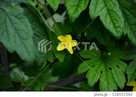 ツルレイシ（蔓茘枝、蔓荔枝）ゴーヤの花 116551592
