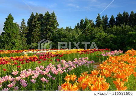 新潟県魚沼市堀之内　色とりどりの魚沼特産のユリが咲く月岡公園花広場の花壇 116551600
