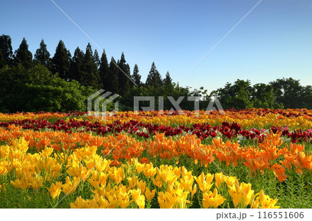 新潟県魚沼市堀之内　色とりどりの魚沼特産のユリが咲く月岡公園花広場の花壇 116551606