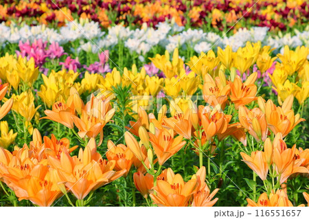 新潟県魚沼市堀之内 色とりどりの魚沼特産のユリが咲く月岡公園花広場の花壇 新潟県魚沼市堀之内 色とりどりの魚沼特産のユリが咲く月岡公園花広場の花壇 116551657