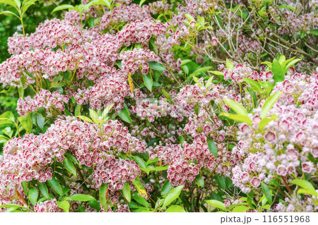 咲き誇るカルミア 116551968