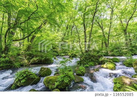 夏の奥入瀬渓流 阿修羅の流れ 青森県十和田市 夏の奥入瀬渓流 阿修羅の流れ 青森県十和田市 116552085