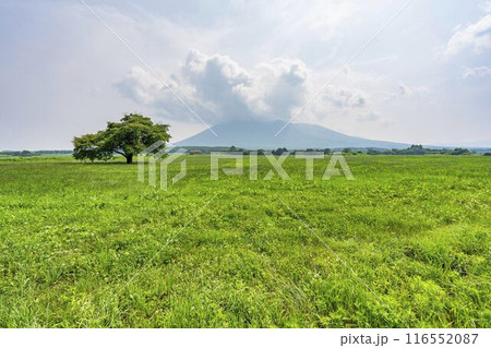 夏の青上坊牧野の一本桜　岩手県八幡平市 116552087