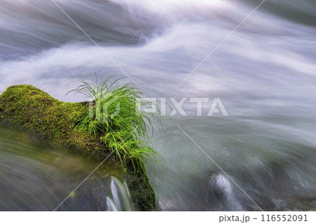 夏の奥入瀬渓流 三乱の流れ 青森県十和田市 夏の奥入瀬渓流 三乱の流れ 青森県十和田市 116552091