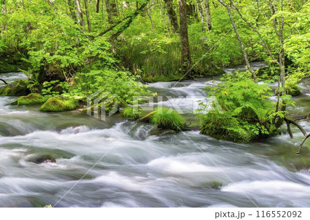 夏の奥入瀬渓流　三乱の流れ　青森県十和田市 116552092