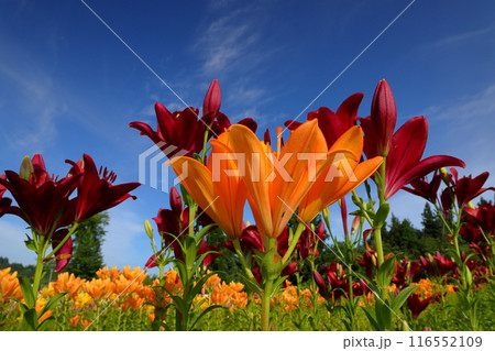 新潟県魚沼市堀之内　魚沼特産のユリが咲く月岡公園花広場の花壇から百合のクローズアップと青空の景色 116552109