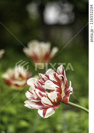 チューリップ（カーニバルデニース） 116552284