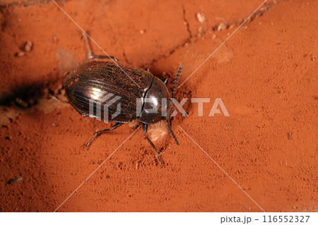 生き物　昆虫　オオメキノコゴミムシダマシ、体長は実測八、四ミリ。本州に生息する仲間ではかなり大型 116552327