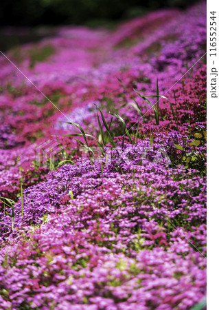 一面に咲く芝桜 116552544