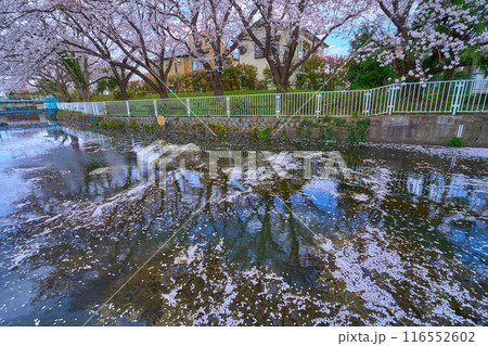 神奈川県川崎市多摩区 稲田取水所付近の桜 神奈川県川崎市多摩区 稲田取水所付近の桜 116552602