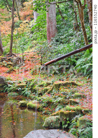 大原　秋の三千院の美しい紅葉（京都市左京区） 116552740