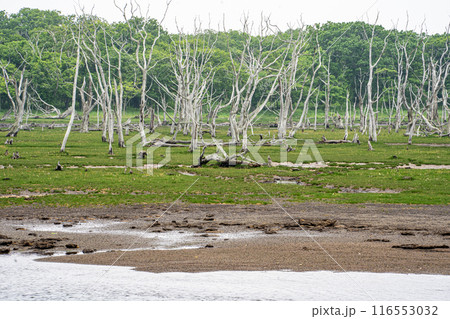 道東野付半島立で立ち枯れの木が並ぶナラワラの荒涼とした景色 116553032