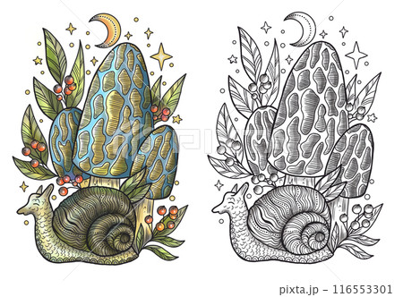 Celestial mystic mushrooms with magic and floral decorative design elements, snail, witchcraft symbols isolated on white. Esoteric and witchy objects, tattoo concept, hand drawn colorful clipart  116553301