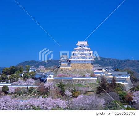 「世界文化遺産」姫路城全景と桜景色/日本のさくら名所100選/兵庫県姫路市 116553375