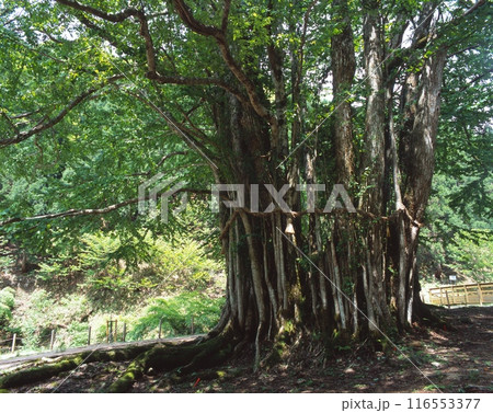 糸井の大カツラ/樹齢1,000年以上/国指定天然記念物/兵庫県朝来市和田山町竹ノ内 糸井の大カツラ/樹齢1,000年以上/国指定天然記念物/兵庫県朝来市和田山町竹ノ内 116553377