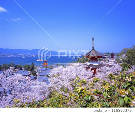 安芸の宮島・「世界文化遺産」厳島神社の桜景色/広島県廿日市市(はつかいちし) 安芸の宮島・「世界文化遺産」厳島神社の桜景色/広島県廿日市市(はつかいちし) 116553379