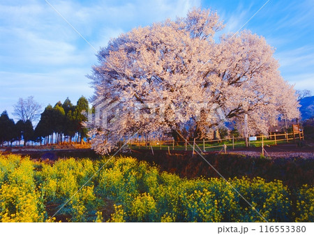 一心行の大桜(いっしんぎょうのおおざくら)/ヤマザクラ/推定樹齢400年以上 一心行の大桜(いっしんぎょうのおおざくら)/ヤマザクラ/推定樹齢400年以上 116553380