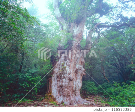 「世界自然遺産」屋久島、縄文杉と早朝の朝霧/国指定特別天然記念物/鹿児島県熊毛郡屋久町 「世界自然遺産」屋久島、縄文杉と早朝の朝霧/国指定特別天然記念物/鹿児島県熊毛郡屋久町 116553389