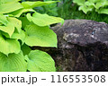 石と植物 116553508