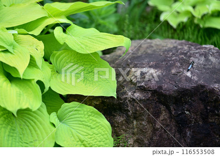 石と植物 116553508
