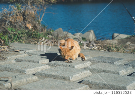 various various 116553528