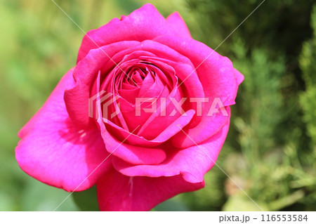 rose  (Rosaceae) 116553584