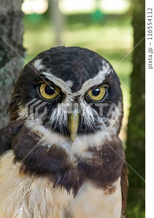 メガネを掛けているようなメガネフクロウ【フクロウ科】 116554112