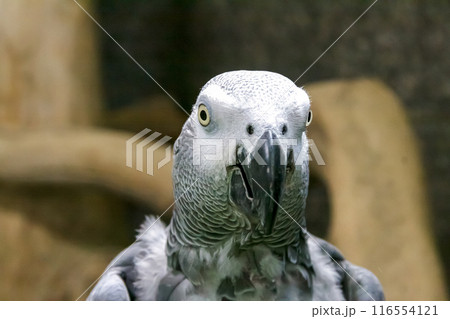 ヨウムの正面顔立ちマクロ画像【オウム目インコ科】 ヨウムの正面顔立ちマクロ画像【オウム目インコ科】 116554121