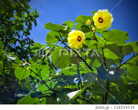 ゆうな（オオハマボウ）の黄色い花と夏空 116554134