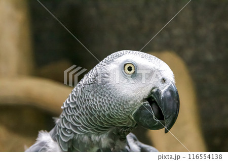 ヨウムの顔立ちマクロ画像【オウム目インコ科】 ヨウムの顔立ちマクロ画像【オウム目インコ科】 116554138