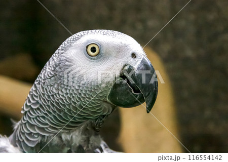 ヨウムの顔立ちマクロ画像【オウム目インコ科】 ヨウムの顔立ちマクロ画像【オウム目インコ科】 116554142