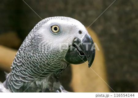 ヨウムの顔立ちマクロ画像【オウム目インコ科】 116554144