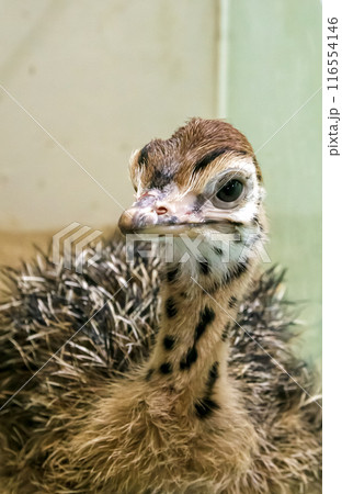 世界最大の鳥類のダチョウの雛の顔立ち 116554146
