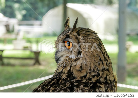 精悍な目付きで何かを睨むベンガルワシミミズク[ フクロウ】 精悍な目付きで何かを睨むベンガルワシミミズク[ フクロウ】 116554152