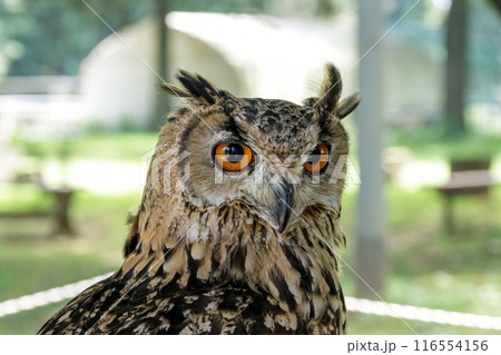 精悍な目付きで何かを睨むベンガルワシミミズク[ フクロウ】 精悍な目付きで何かを睨むベンガルワシミミズク[ フクロウ】 116554156