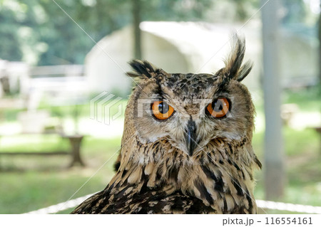 精悍な目付きで何かを睨むベンガルワシミミズク[ フクロウ】 精悍な目付きで何かを睨むベンガルワシミミズク[ フクロウ】 116554161