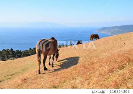 都井岬の御崎馬 都井岬の御崎馬 116554302