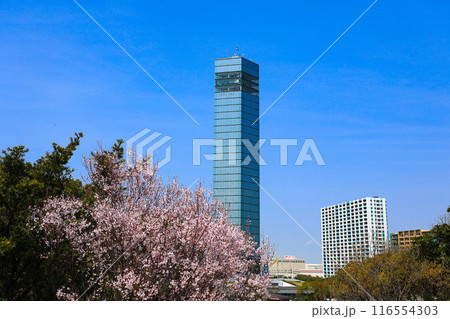 【千葉県千葉市】千葉ポートタワーと桜の風景 116554303