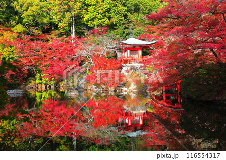 【京都府】シンメトリーな醍醐寺の紅葉（弁天池と弁天橋と弁天堂） 116554317