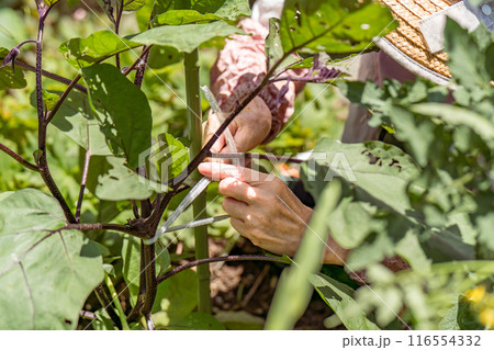なすびの茎を支柱に縛り付けるシニア女性 116554332