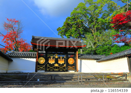 【京都府】醍醐寺 三宝院唐門の紅葉と虹 【京都府】醍醐寺 三宝院唐門の紅葉と虹 116554339
