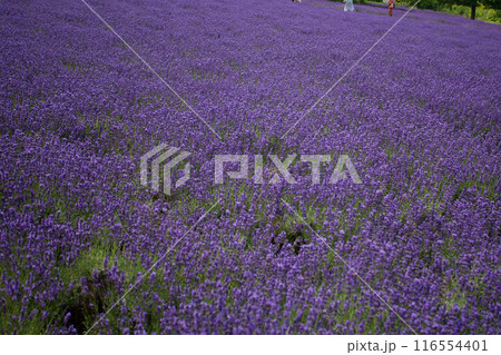 北海道 札幌市 幌見峠 ラベンダー 北海道 札幌市 幌見峠 ラベンダー 116554401