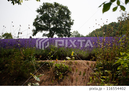 北海道　札幌市　幌見峠　ラベンダー　 116554402