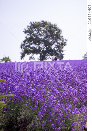 北海道 札幌市 幌見峠 ラベンダー 北海道 札幌市 幌見峠 ラベンダー 116554405