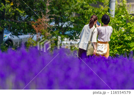 北海道　札幌市　幌見峠　ラベンダー　 116554579