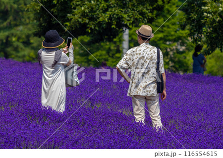 北海道　札幌市　幌見峠　ラベンダー　 116554615