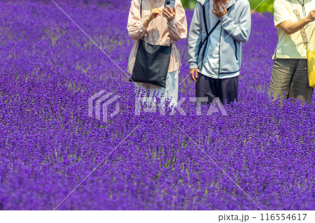 北海道　札幌市　幌見峠　ラベンダー　 116554617