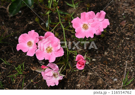 ピンクヘイズ・バラ 116554762