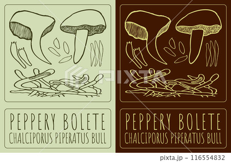 Vector drawing PEPPERY BOLETE. Hand drawn illustration. The Latin name is CHALCIPORUS PIPERATUS BULL 116554832