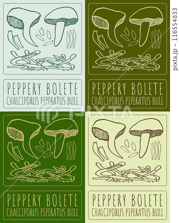 Set of vector drawing PEPPERY BOLETE in various colors. Hand drawn illustration. The Latin name is CHALCIPORUS PIPERATUS BULL. 116554833
